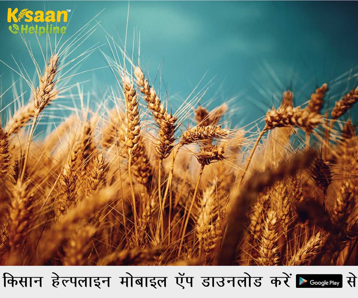 गेहूं की फसल में हानिकारक रोग एवं कीट प्रबंधन