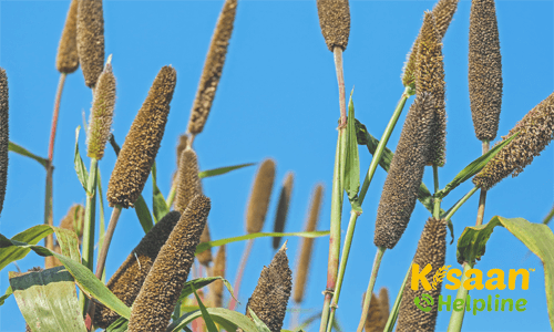 किसान हेल्पलाइन पर बाजरा की खेती के बारे में पूरी जानकारी