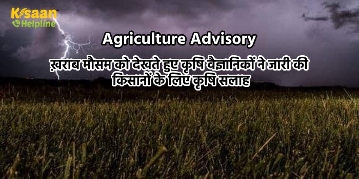 खराब मौसम को देखते हुए कृषि वैज्ञानिकों ने जारी की किसानों के लिए कृषि सलाह खराब मौसम को देखते हुए कृषि वैज्ञानिकों ने जारी की किसानों के लिए कृषि सलाह