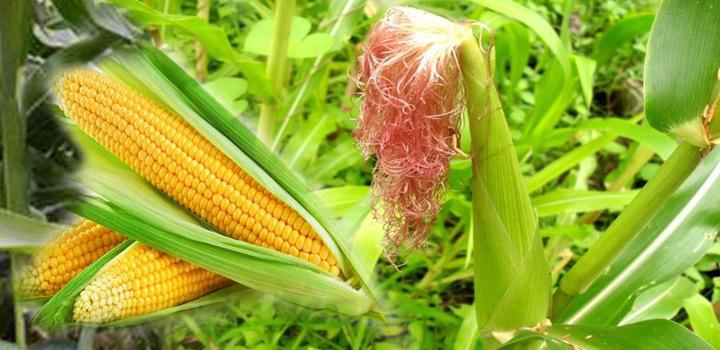 धान के बराबर मुनाफा देगी मक्का की फसल, किसानो को राहत  धान के बराबर मुनाफा देगी मक्का की फसल, किसानो को राहत