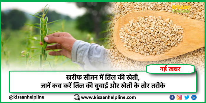 खरीफ सीजन में तिल की खेती, जानें कब करें तिल की बुवाई और खेती के तौर तरीके