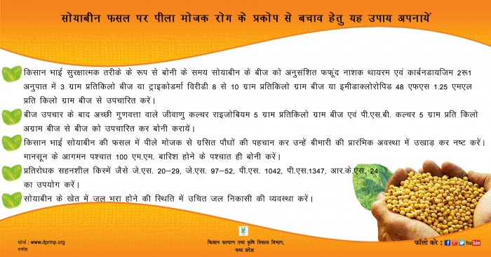 सोयाबीन फसल पर पीला मोजक रोग के प्रकोप से बचाव हेतु यह उपाय अपनायें