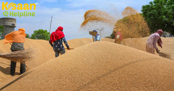 पंजाब के बाद गेहूं खरीद में मध्यप्रदेश अग्रणी है, जानिए इसके बारे में पंजाब के बाद गेहूं खरीद में मध्यप्रदेश अग्रणी है, जानिए इसके बारे में