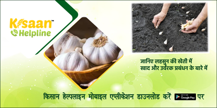 जानिए लहसुन की खेती में खाद और उर्वरक प्रबंधन के बारे में 