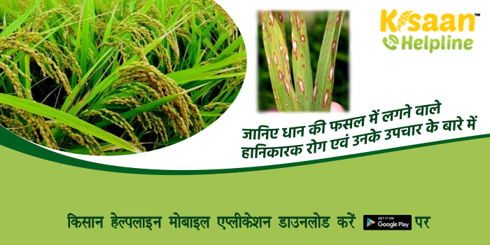 जानिए धान की फसल में लगने वाले हानिकारक रोग एवं उनके उपचार के बारे में