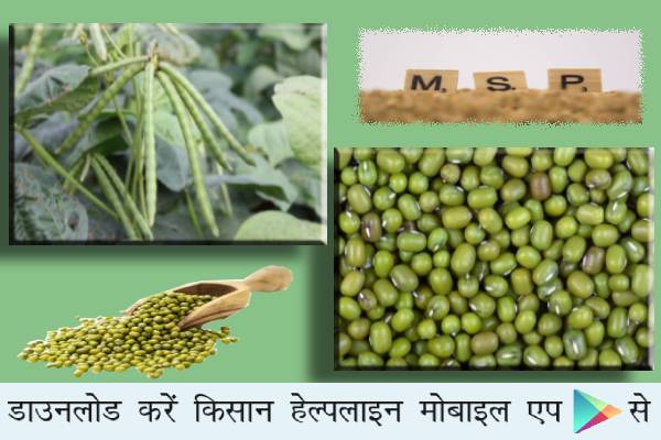 बड़ी खबर किसानों के लिए: न्यूनतम समर्थन मूल्य (MSP) में मूंग खरीदी का कोटा बढ़ाया, 15 सितंबर तक होगी मूंग की खरीदी बड़ी खबर किसानों के लिए: न्यूनतम समर्थन मूल्य (MSP) में मूंग खरीदी का कोटा बढ़ाया, 15 सितंबर तक होगी मूंग की खरीदी