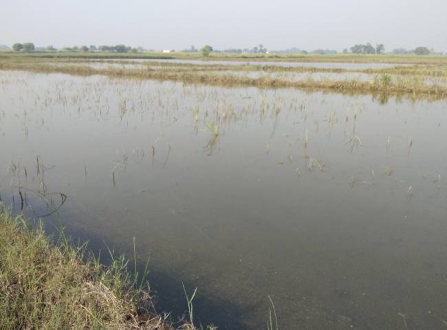 ड्रेन हुआ जाम, सैकड़ों एकड़ की फसल जलमग्न ड्रेन हुआ जाम, सैकड़ों एकड़ की फसल जलमग्न