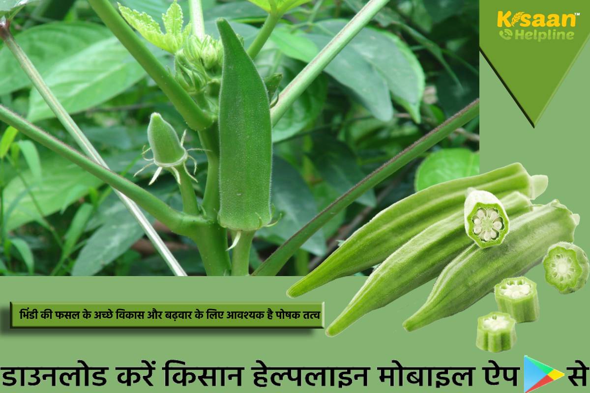 भिंडी की फसल के अच्छे विकास और बढ़वार के लिए आवश्यक है पोषक तत्व, जानिए पोषक तत्वों के प्रयोग के बारे में
