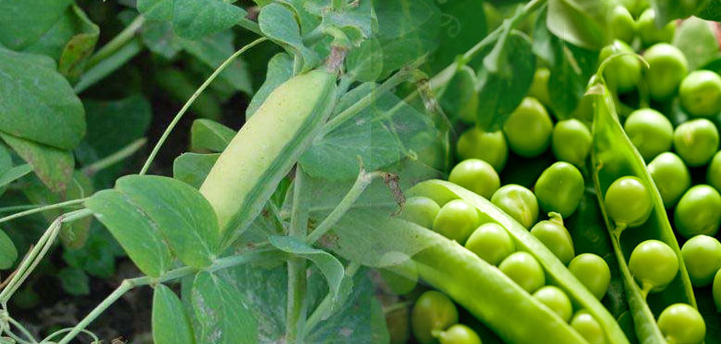 मटर की खेती से धनवर्षा, जाने कैसे करें उन्नत खेती मटर की खेती से धनवर्षा, जाने कैसे करें उन्नत खेती