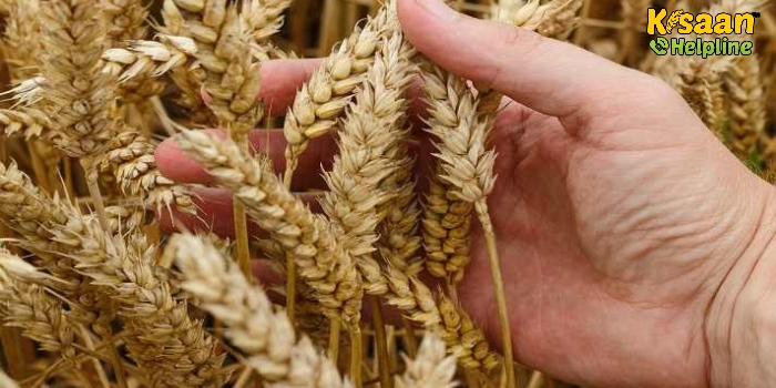 गेहूं की उन्नतशील किस्म DBW 222 (करण नरेंद्र), जानिए कितनी है प्रति हेक्टेयर उपज क्षमता