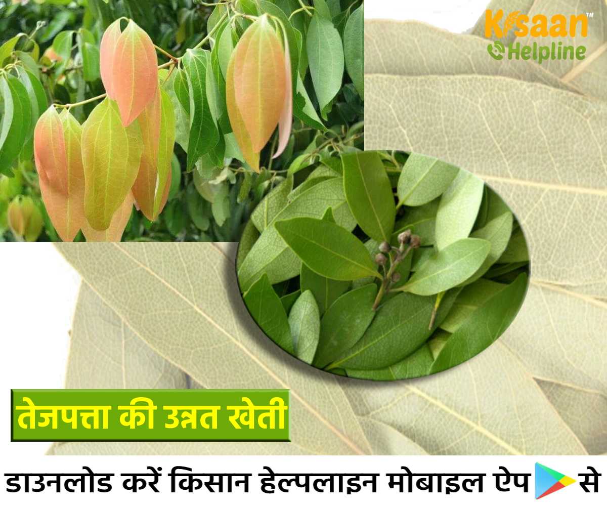 Herbal & Spices Crop: तेजपत्ता की उन्नत खेती कम लागत मुनाफा अधिक, तेजपत्ता की खेती पर 30 प्रतिशत का अनुदान, जानिए खेती के तरीके
