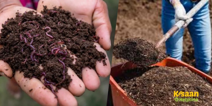 किसान वर्मीकम्पोस्ट के व्यवसाय से कमा सकता है अच्छा मुनाफा, जानिए व्यवसाय से जुड़ी जानकारी किसान वर्मीकम्पोस्ट के व्यवसाय से कमा सकता है अच्छा मुनाफा, जानिए व्यवसाय से जुड़ी जानकारी