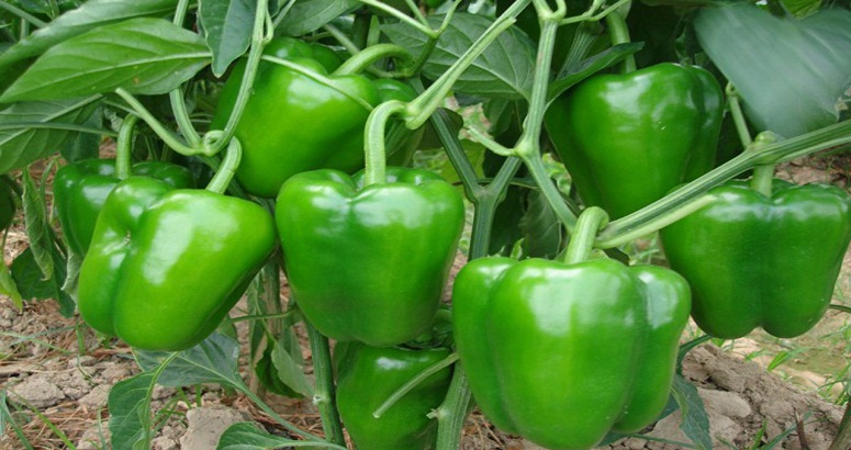 जानिए शिमला मिर्च की फसल की उन्नत किस्मे और उनकी खासियत जानिए शिमला मिर्च की फसल की उन्नत किस्मे और उनकी खासियत