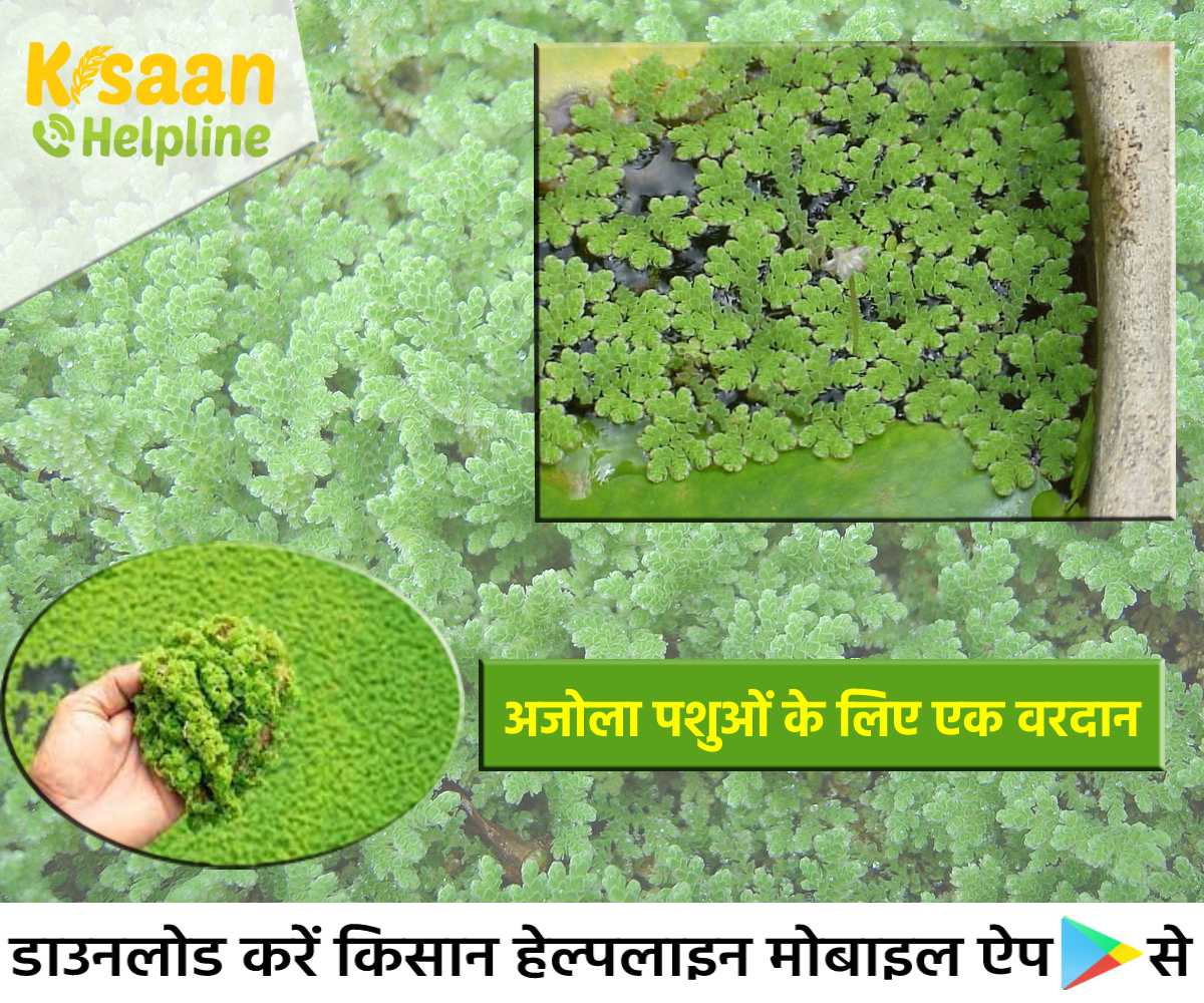 पशुओं के लिए हरे चारे का अच्छा विकल्प है अजोला, अजोला उगाकर पशुओं में बढ़ाएं दूध उत्पादन 