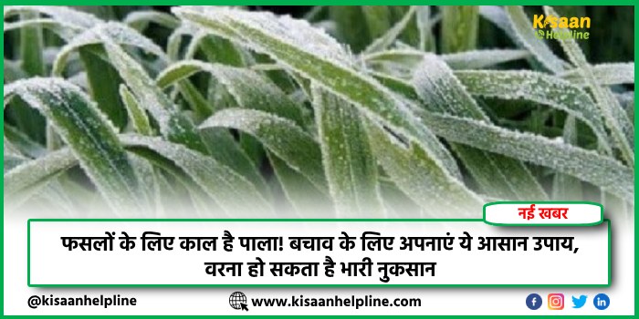 फसलों के लिए काल है पाला! बचाव के लिए अपनाएं ये आसान उपाय, वरना हो सकता है भारी नुकसान फसलों के लिए काल है पाला! बचाव के लिए अपनाएं ये आसान उपाय, वरना हो सकता है भारी नुकसान