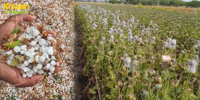 बेमौसम बारिश और ओलावृष्टि से सबसे महंगी फसल अफीम यानी "काला सोना" फसल हुई बर्बाद बेमौसम बारिश और ओलावृष्टि से सबसे महंगी फसल अफीम यानी "काला सोना" फसल हुई बर्बाद