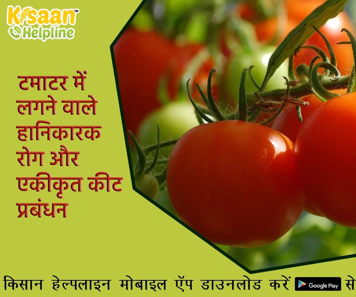 टमाटर में लगने वाले हानिकारक रोग और एकीकृत कीट प्रबंधन