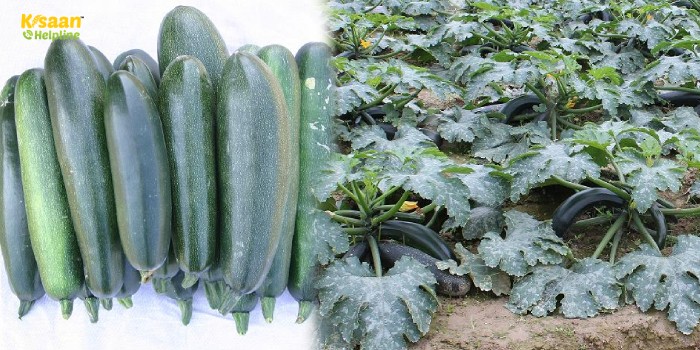 किसान भाई छप्पन कद्दू की खेती से कमा सकते है अच्छा मुनाफा, और बढ़ाएं अपनी आमदनी