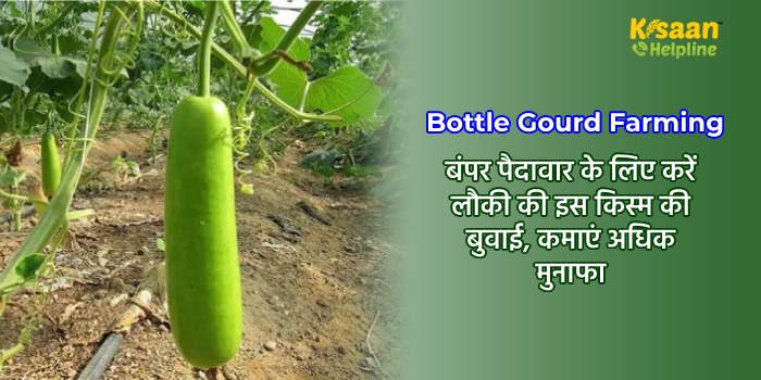 Bottle Gourd Farming: बंपर पैदावार के लिए करें लौकी की इस किस्म की बुवाई, कमाएं अधिक मुनाफा