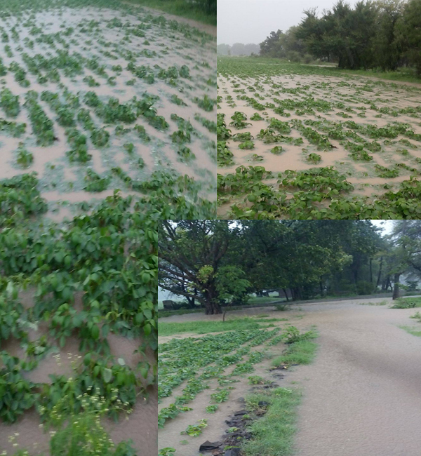 आज मध्य प्रदेश के उज्जैन और आस पास के जिलो में काफी बारिश आज मध्य प्रदेश के उज्जैन और आस पास के जिलो में काफी बारिश