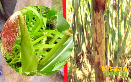 खरपतवार नियंत्रण से लेकर उर्वरको का प्रयोग, जाने मक्का फसल के लिए आवश्यक बातें खरपतवार नियंत्रण से लेकर उर्वरको का प्रयोग, जाने मक्का फसल के लिए आवश्यक बातें