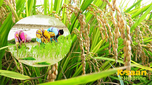 धान की खेती में खरपतवार को नियंत्रित करें, यांत्रिक विधि द्वारा धान की खेती में खरपतवार को नियंत्रित करें, यांत्रिक विधि द्वारा