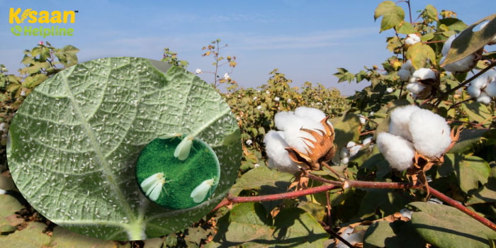 कपास की खेती : कपास की फसल में सफेद मक्खी के नियंत्रण के लिए किसानों को करना होंगे ये कार्य