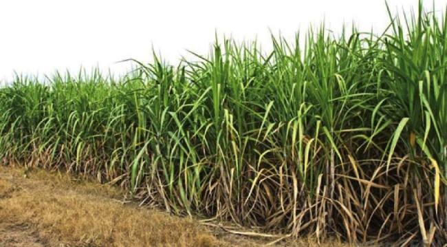 पौधों की नत्रजन की आवश्यकता की पूर्ति के तरीके अपनाये पौधों की नत्रजन की आवश्यकता की पूर्ति के तरीके अपनाये