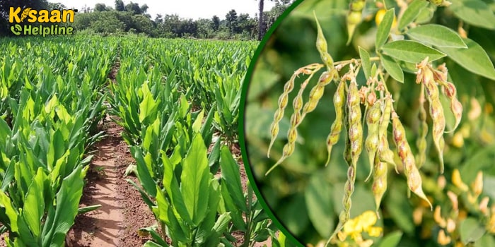 हल्दी के साथ अरहर की खेती करके किसान प्राप्त कर सकते है अच्छा उत्पादन