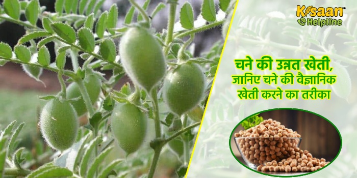 चने की उन्नत खेती, जानिए चने की वैज्ञानिक खेती करने का तरीका