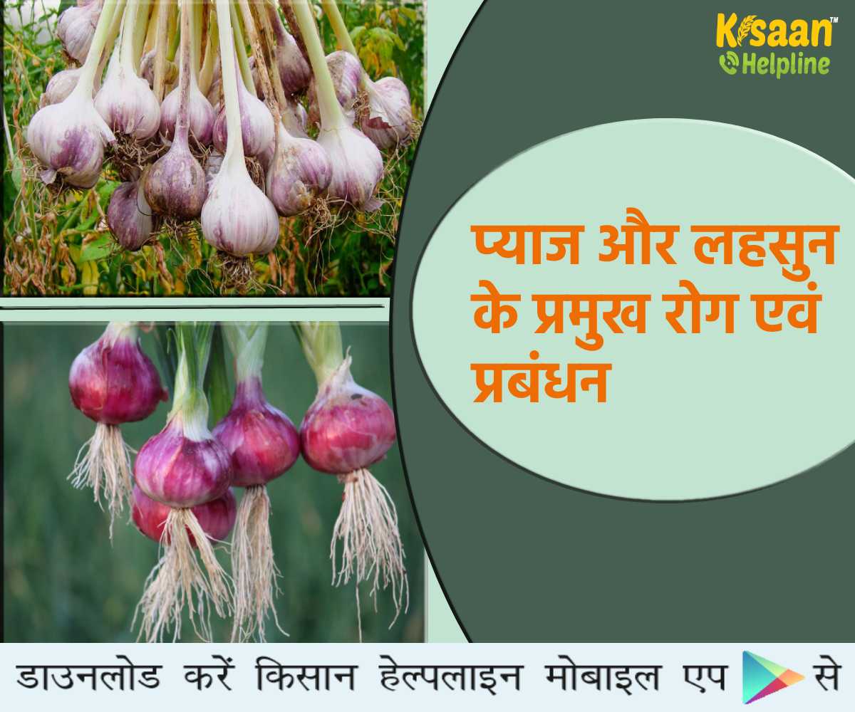 प्याज और लहसुन की फसल में बैंगनी धब्बा, काली फफूंदी रोग और थ्रिप्स कीट का नियंत्रण के उपाय