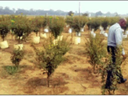 एक अरहर का पौधा देगा 2 किलो उत्पादन और 600 ग्राम लाख भी एक अरहर का पौधा देगा 2 किलो उत्पादन और 600 ग्राम लाख भी