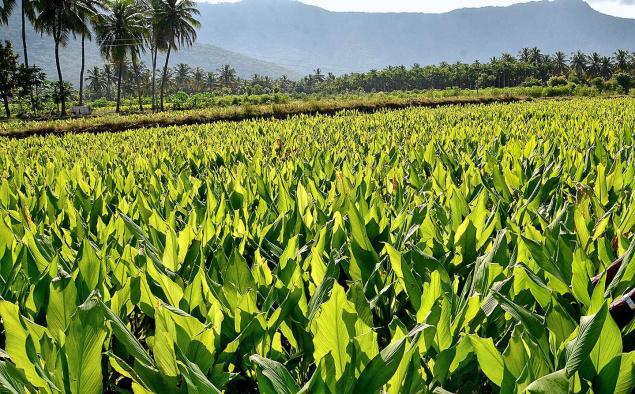 मुनाफे की खेती करना चाहते है तो ये जानकारी आपके लिए बहुत जरुरी मुनाफे की खेती करना चाहते है तो ये जानकारी आपके लिए बहुत जरुरी