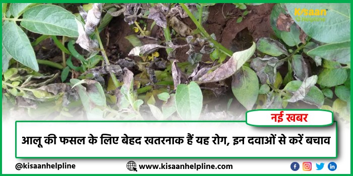 आलू की फसल के लिए बेहद खतरनाक हैं यह रोग, इन दवाओं से करें बचाव