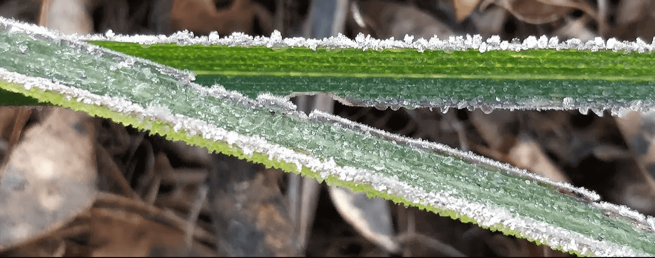 किसान कैसे बचाएं पाले से अपनी फसलों को किसान कैसे बचाएं पाले से अपनी फसलों को