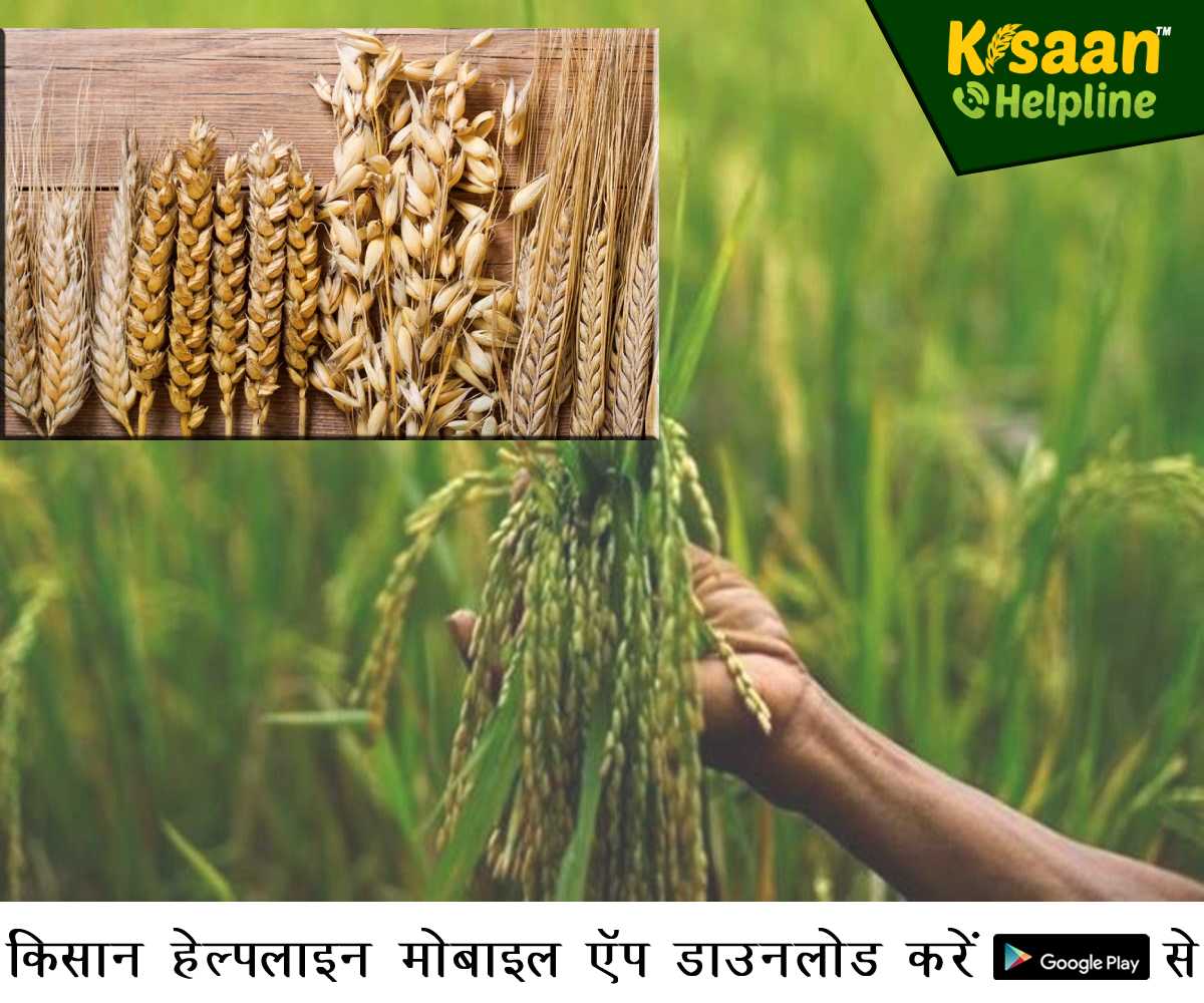Agriculture News: मध्य प्रदेश कृषि विश्वविद्यालय ने विकसित की जई, गेहूं, चावल की नई किस्में Agriculture News: मध्य प्रदेश कृषि विश्वविद्यालय ने विकसित की जई, गेहूं, चावल की नई किस्में