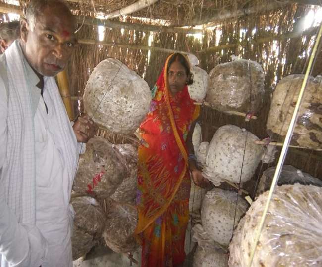 मशरूम की खेती से मिला फायदा, 150 महिलाओं की बदली तकदीर मशरूम की खेती से मिला फायदा, 150 महिलाओं की बदली तकदीर