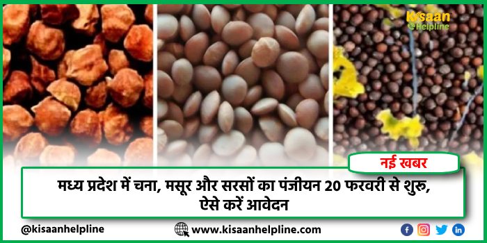 मध्य प्रदेश में चना, मसूर और सरसों का पंजीयन 20 फरवरी से शुरू, ऐसे करें आवेदन मध्य प्रदेश में चना, मसूर और सरसों का पंजीयन 20 फरवरी से शुरू, ऐसे करें आवेदन