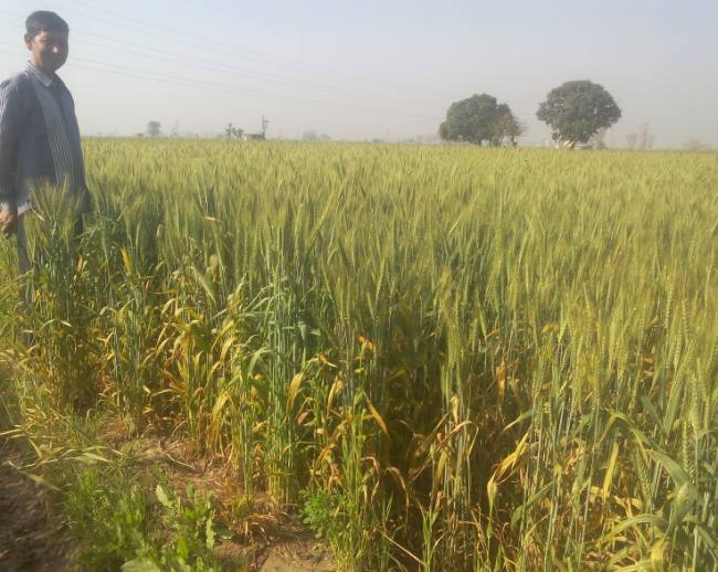 गेहूं में पीला रतुआ ने दी दस्तक, प्रोपीकोनाजोल दवा छिड़कें किसान गेहूं में पीला रतुआ ने दी दस्तक, प्रोपीकोनाजोल दवा छिड़कें किसान