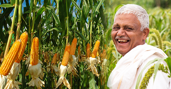 बेबी कॉर्न करवा देगा आपकी अच्छी इनकम, साल में 3 से 4 फसल बेबी कॉर्न करवा देगा आपकी अच्छी इनकम, साल में 3 से 4 फसल