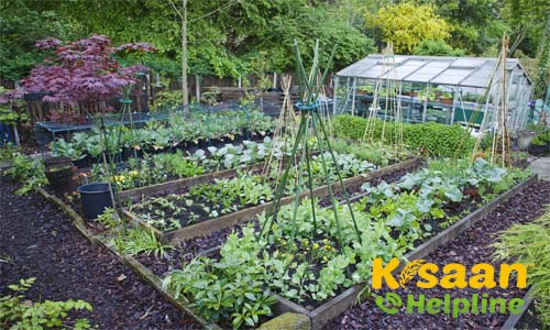 जानिए, गार्डन में लगने वाली सब्जियां और उनके फायदें जानिए, गार्डन में लगने वाली सब्जियां और उनके फायदें