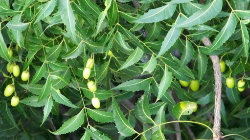फसलों में नीम एक और इसके फायदे अनेक
