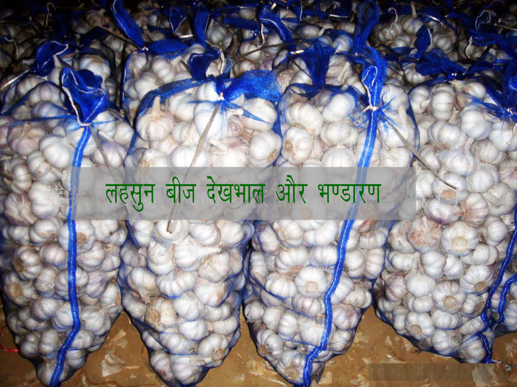 किसान हेल्पलाइन सन्द्देश: लहसुन बीज देखभाल और भण्डारण  किसान हेल्पलाइन सन्द्देश: लहसुन बीज देखभाल और भण्डारण