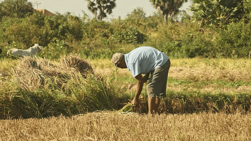 लॉकडाउन के दौरान जारी है, फसल के कटाई, फसल की बुवाई गर्मियों की फसल के लिए