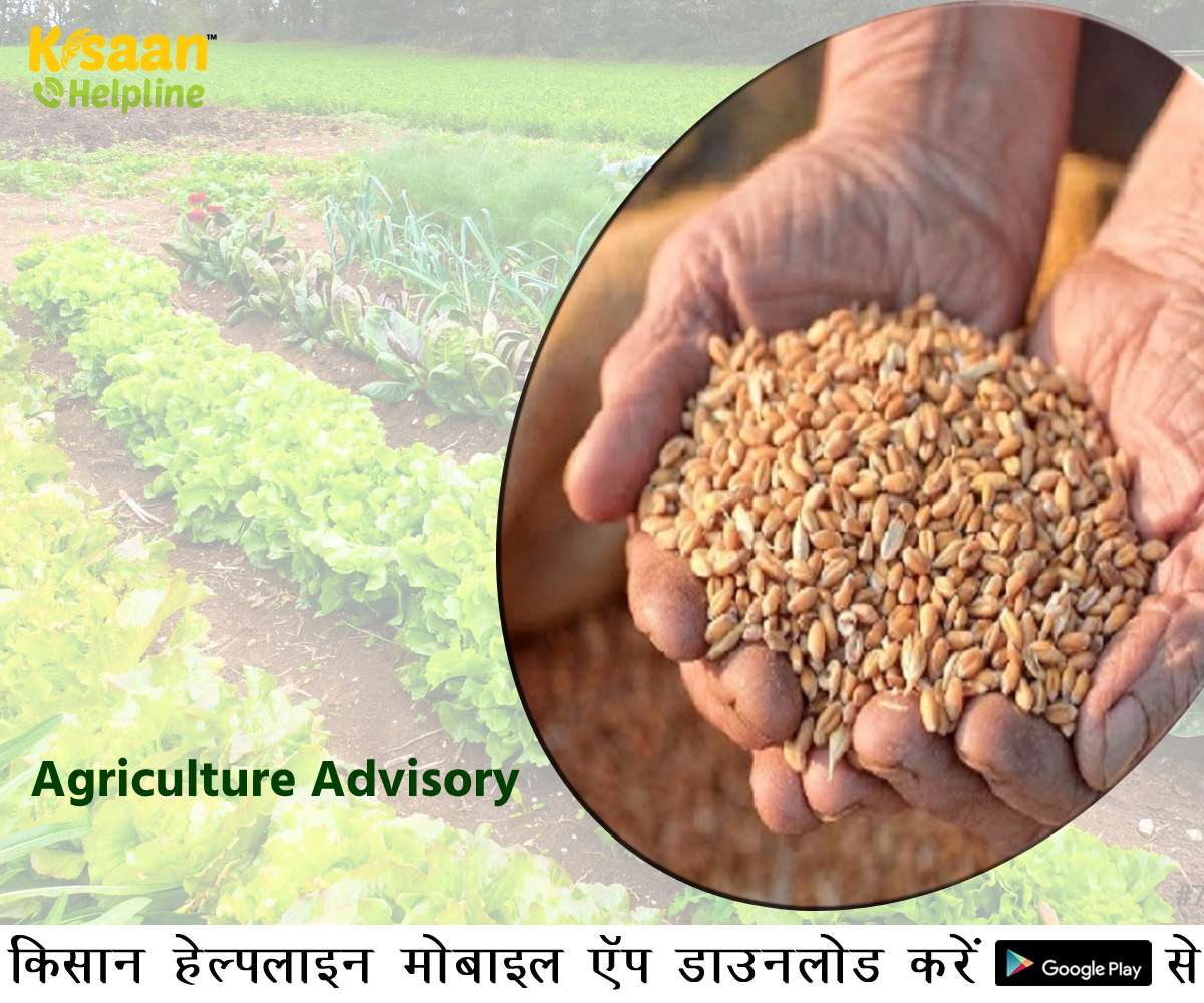 कृषि वैज्ञानिकों ने जारी की कृषि एडवाइजरी, किसान भाई रखें इन बातों का विशेष ध्यान कृषि वैज्ञानिकों ने जारी की कृषि एडवाइजरी, किसान भाई रखें इन बातों का विशेष ध्यान