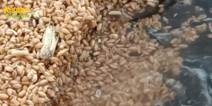 बेमौसम बारिश और ओलावृष्टि कहर बनकर टूटी किसानों पर, इस राज्य की मंडियों में रखा अनाज भी भीगा बेमौसम बारिश और ओलावृष्टि कहर बनकर टूटी किसानों पर, इस राज्य की मंडियों में रखा अनाज भी भीगा