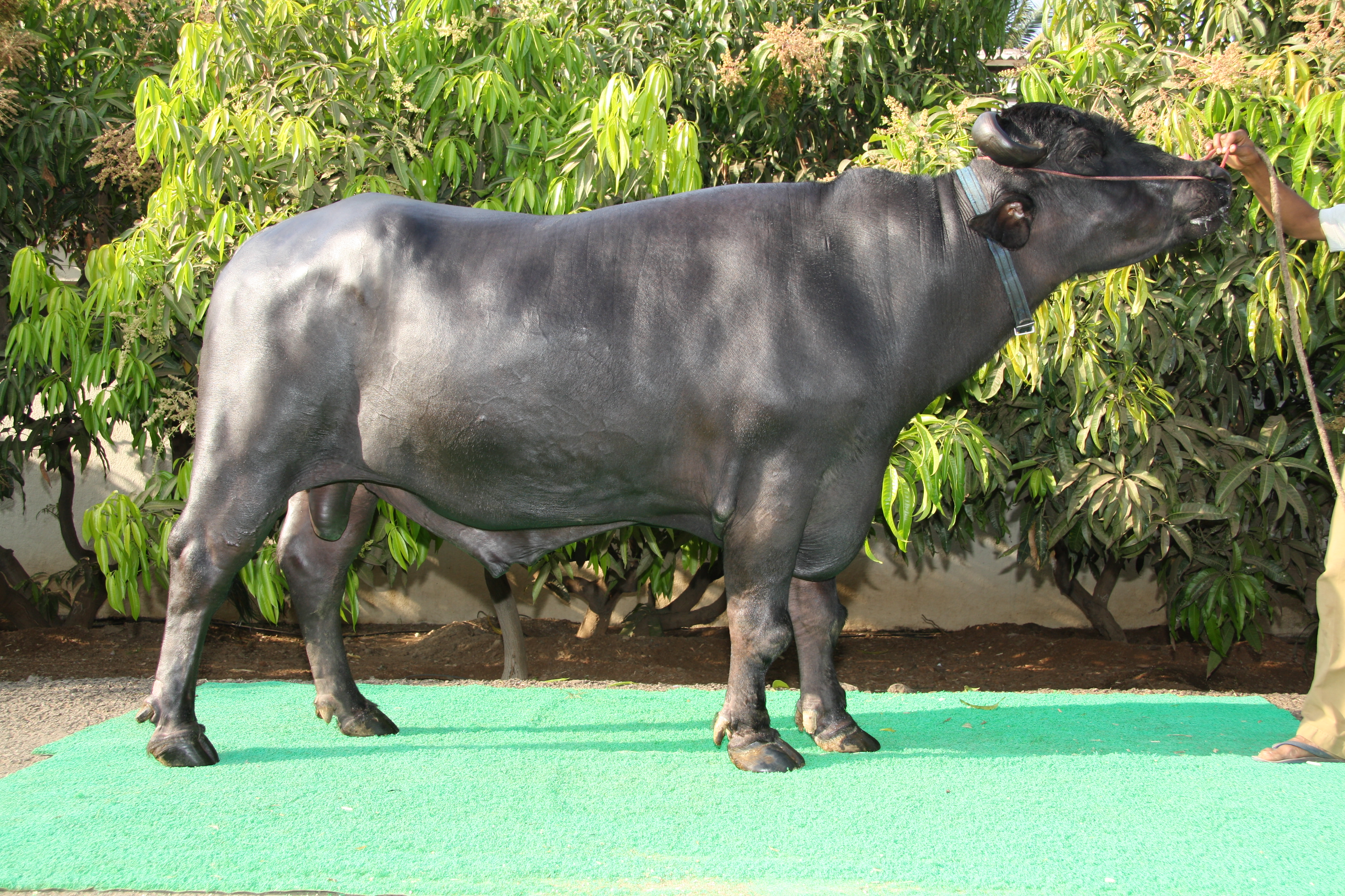 समुन्नत पशु प्रजनन योजना (अनुदान पर प्रजनन योग्य पेडीग्रिड मुर्रा सांड का प्रदाय योजना सभी वर्ग के लिए) समुन्नत पशु प्रजनन योजना (अनुदान पर प्रजनन योग्य पेडीग्रिड मुर्रा सांड का प्रदाय योजना सभी वर्ग के लिए)