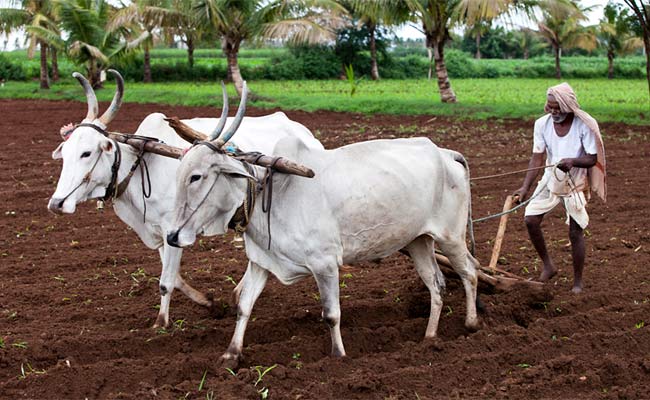 जरुरी खबर ! अगर कृषि आय पांच लाख है, तो किसानो को देना होगा ब्यौरा जरुरी खबर ! अगर कृषि आय पांच लाख है, तो किसानो को देना होगा ब्यौरा