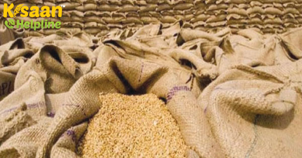 गेहूं का भंडारण कैसे करें - गेहूं को घुन (Wheat weevils) कीट से कैसे बचाये गेहूं का भंडारण कैसे करें - गेहूं को घुन (Wheat weevils) कीट से कैसे बचाये