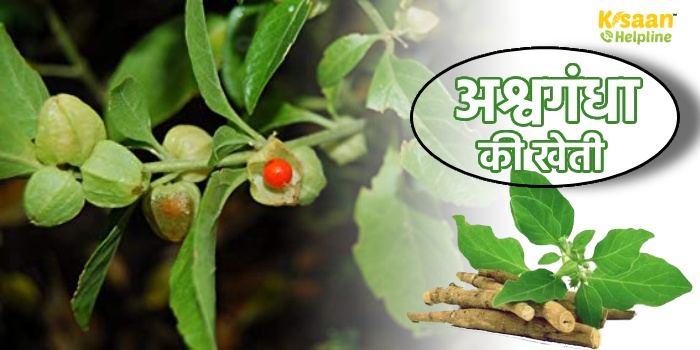 अश्वगंधा की खेती करके कमा सकते है बढ़िया मुनाफा, इस पौधे की जड़ से लेकर फल और बीज तक बिक जाएगा